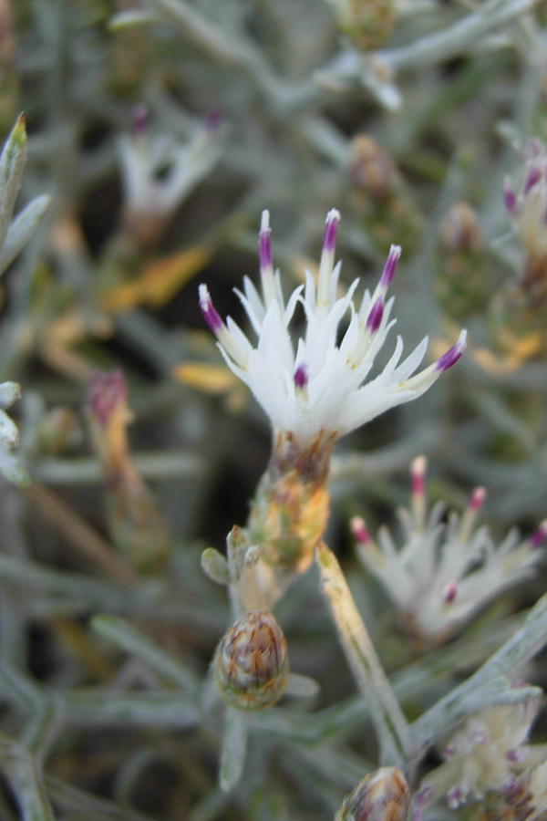 da Creta : Centaurea spinosa L.